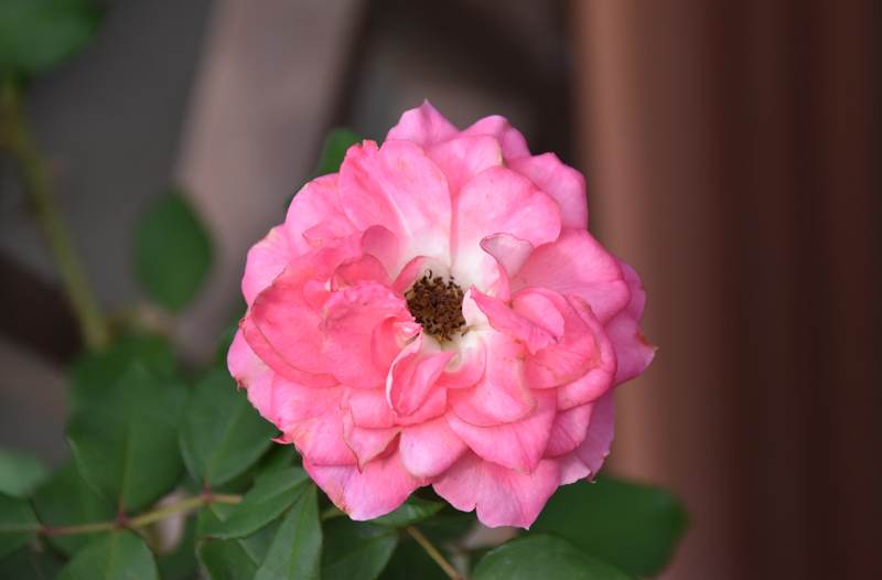 f:id:flowerTDR:20201017141455j:plain