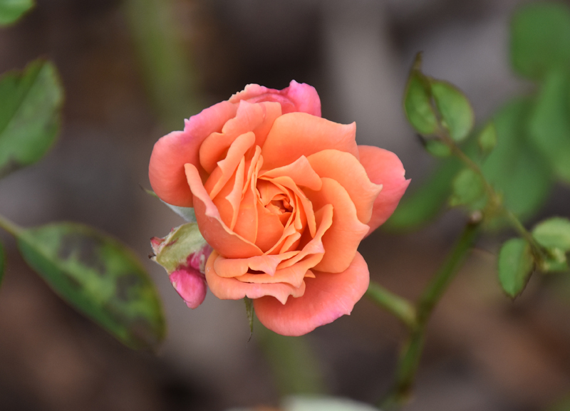 f:id:flowerTDR:20201017141552j:plain