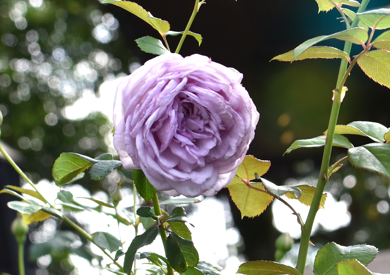 f:id:flowerTDR:20201017141618j:plain