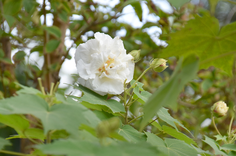 f:id:flowerTDR:20201020082941j:plain