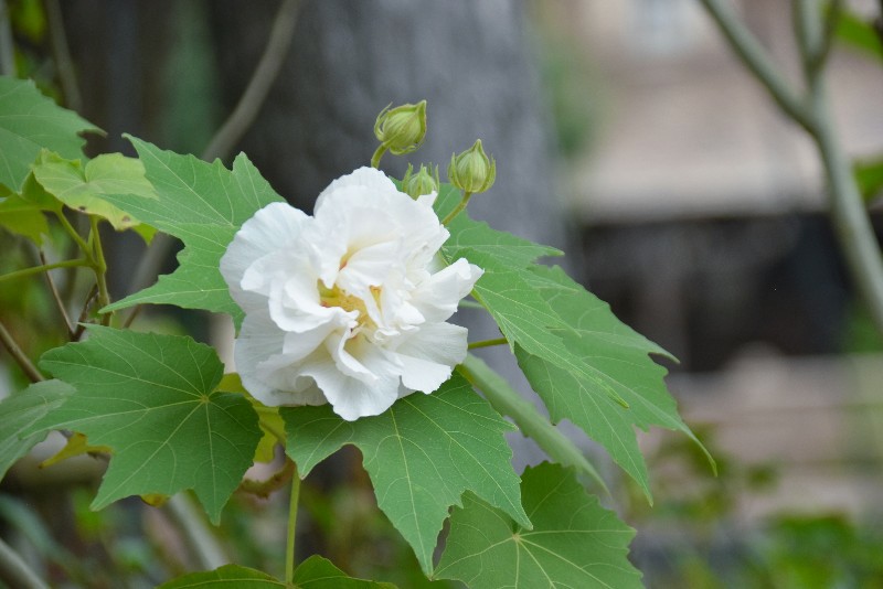 f:id:flowerTDR:20201020090330j:image