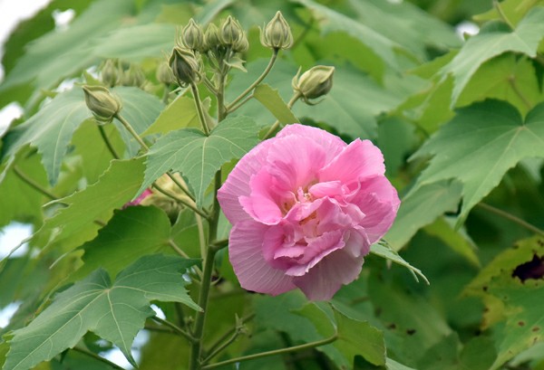 f:id:flowerTDR:20201020090341j:image