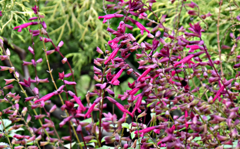 f:id:flowerTDR:20201023092946j:plain