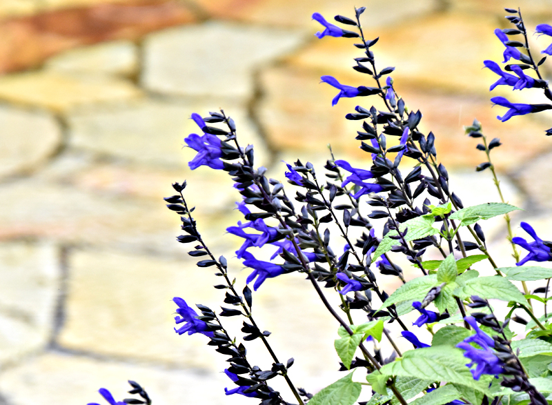 f:id:flowerTDR:20201023092957j:plain