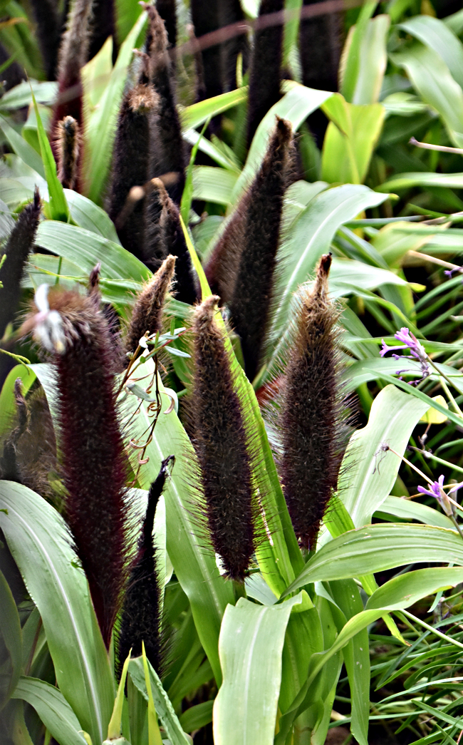 f:id:flowerTDR:20201023093013j:plain