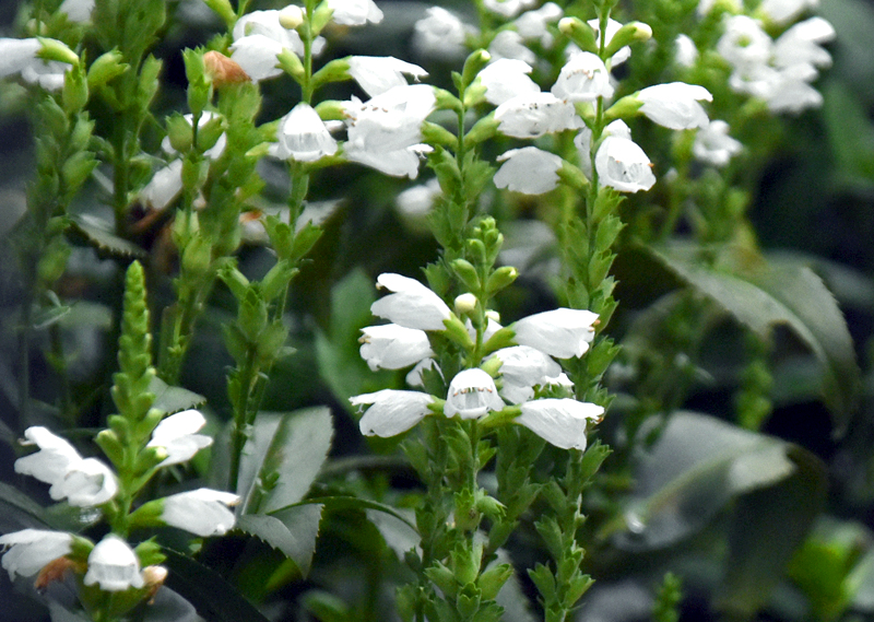 f:id:flowerTDR:20201024104943j:plain