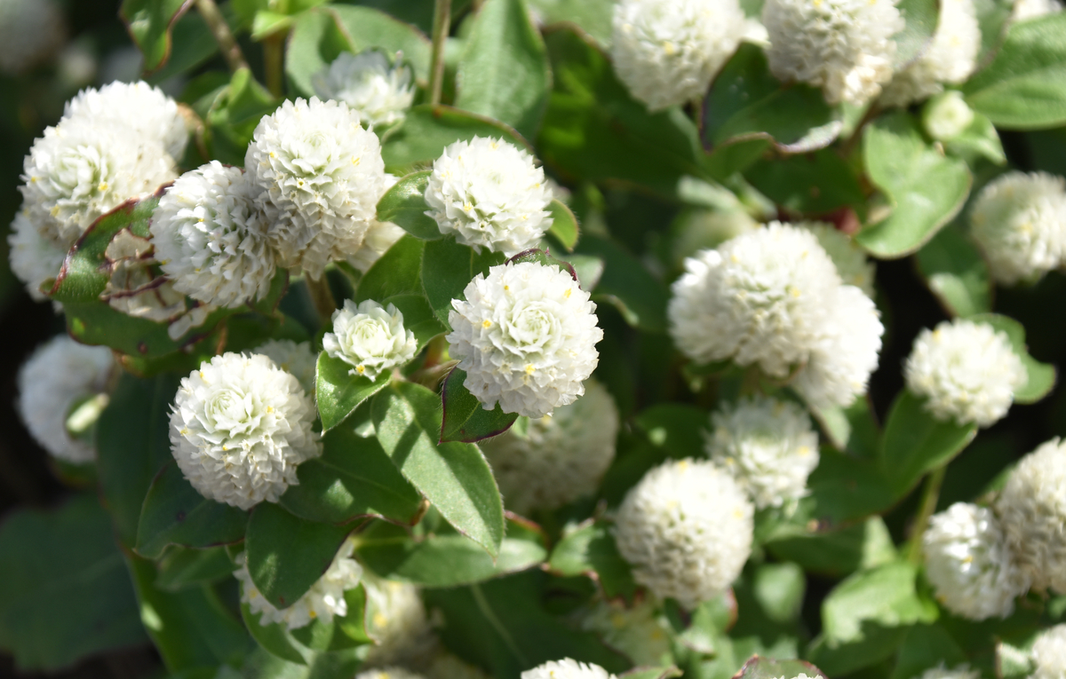 f:id:flowerTDR:20201025095338j:plain