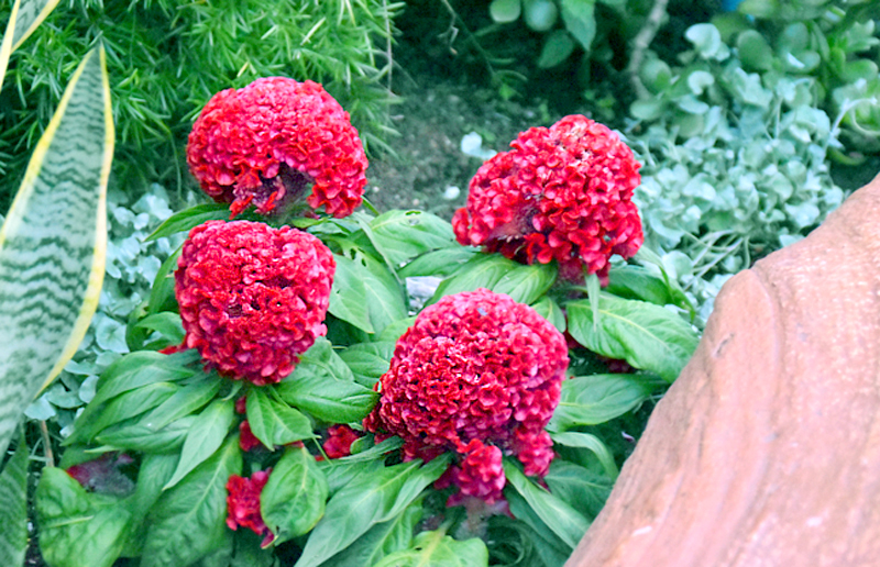 f:id:flowerTDR:20201025223542j:plain