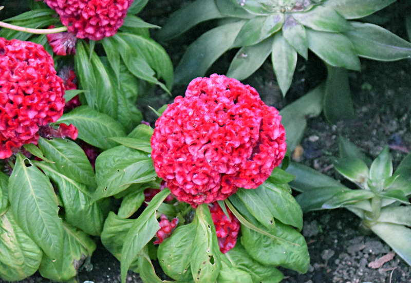 f:id:flowerTDR:20201025223600j:plain