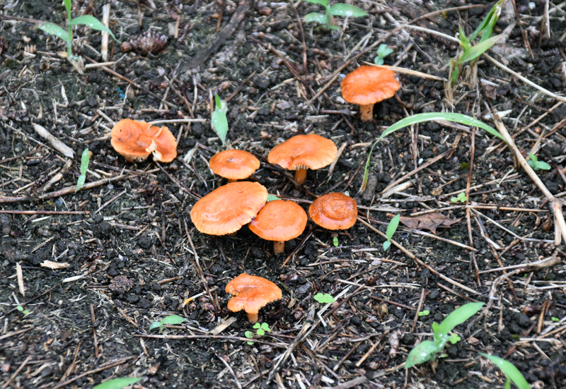f:id:flowerTDR:20201025231931j:plain