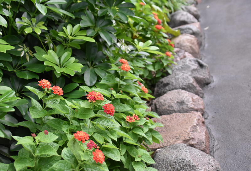 f:id:flowerTDR:20201027081934j:plain