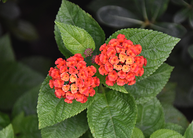 f:id:flowerTDR:20201027082000j:plain