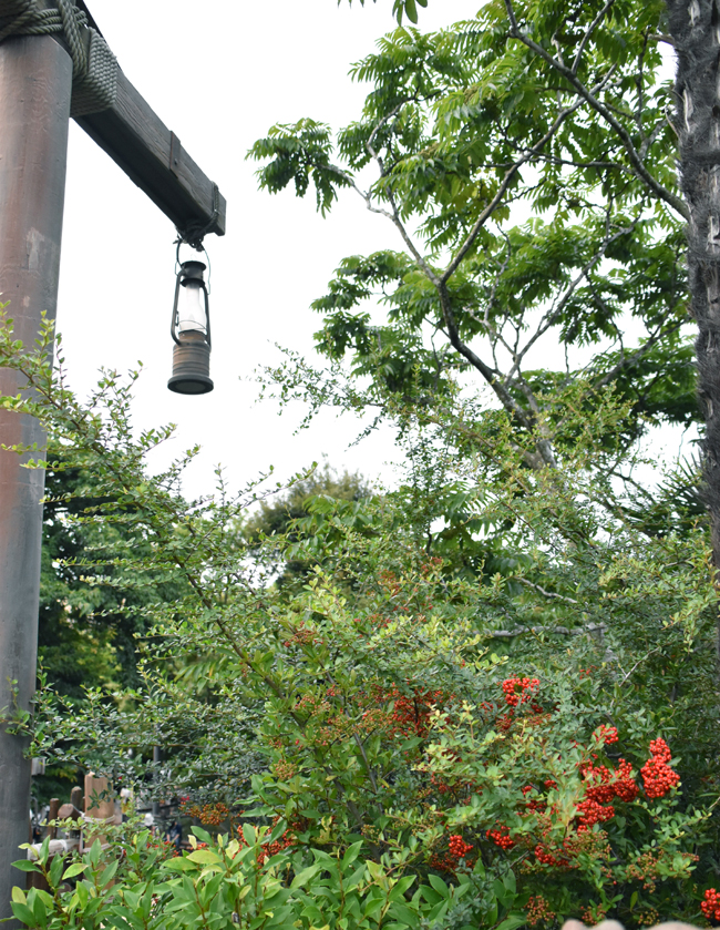 f:id:flowerTDR:20201029004053j:plain