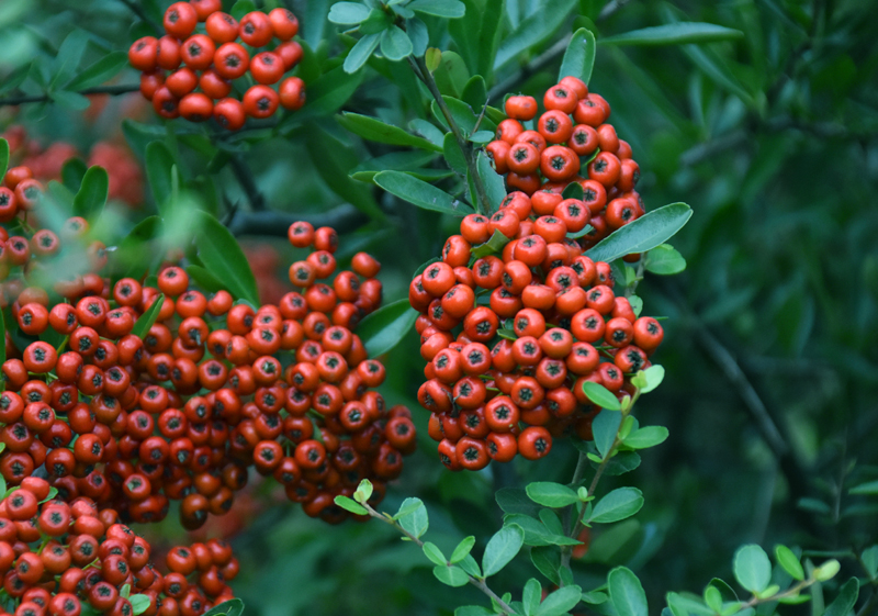 f:id:flowerTDR:20201029004101j:plain