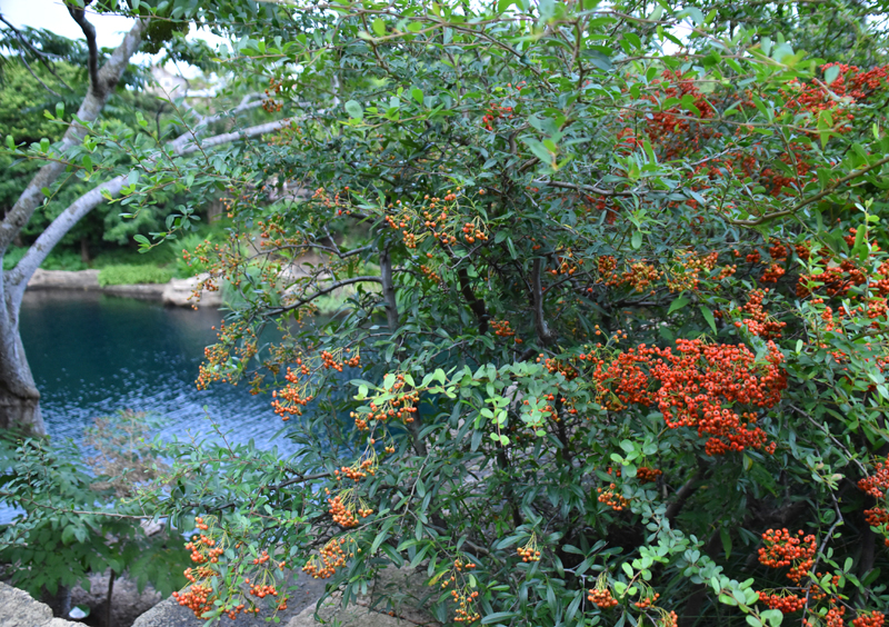 f:id:flowerTDR:20201029004110j:plain