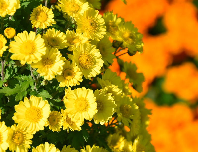 f:id:flowerTDR:20201030093532j:plain
