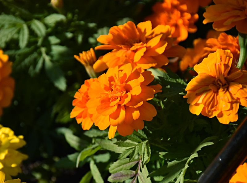 f:id:flowerTDR:20201030093608j:plain