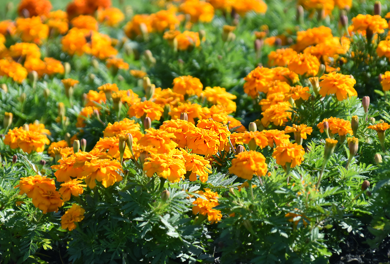 f:id:flowerTDR:20201031091144j:plain f:id:flowerTDR:20201031091144j:plain