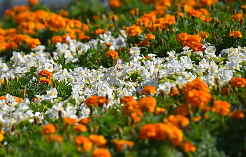 f:id:flowerTDR:20201031091232j:plain f:id:flowerTDR:20201031091232j:plain