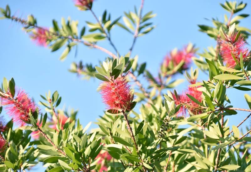 f:id:flowerTDR:20201103080623j:plain