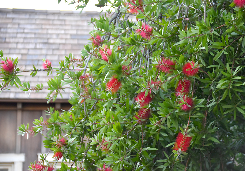 f:id:flowerTDR:20201103080636j:plain