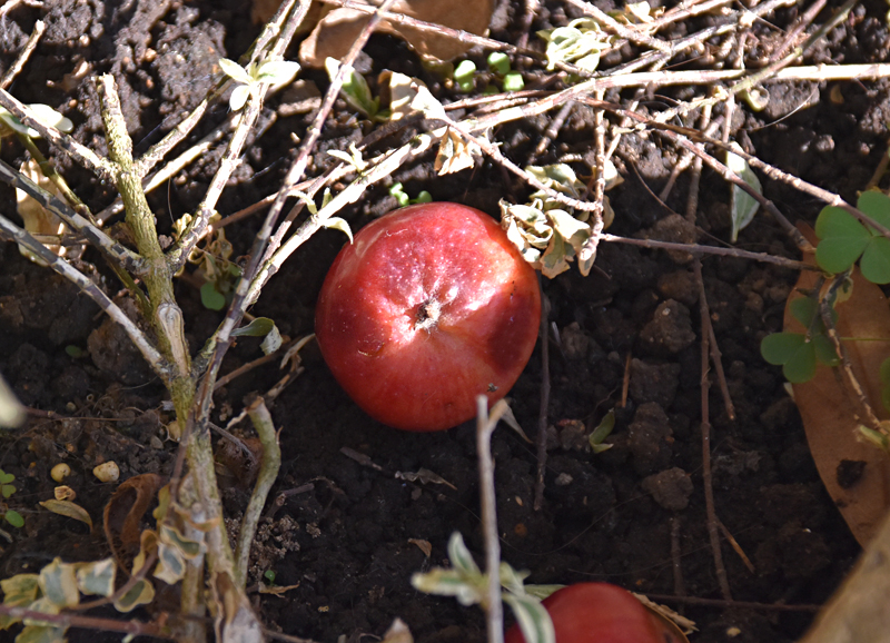 f:id:flowerTDR:20201103103006j:plain