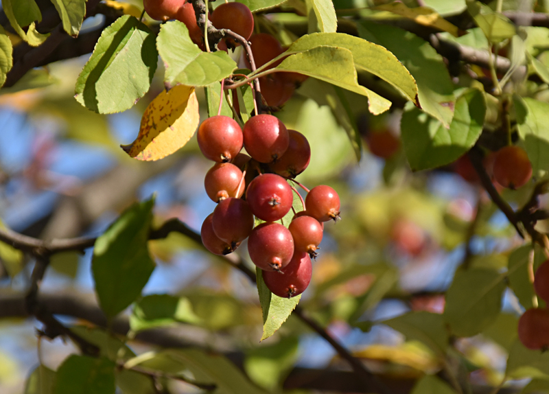 f:id:flowerTDR:20201103103029j:plain