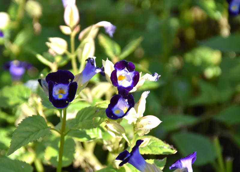 f:id:flowerTDR:20201105082437j:plain