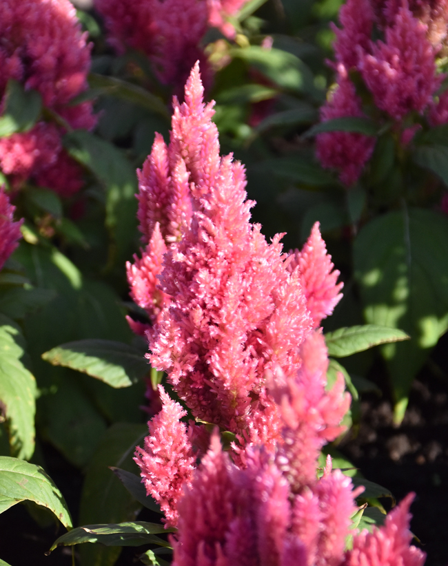 f:id:flowerTDR:20201105231930j:plain