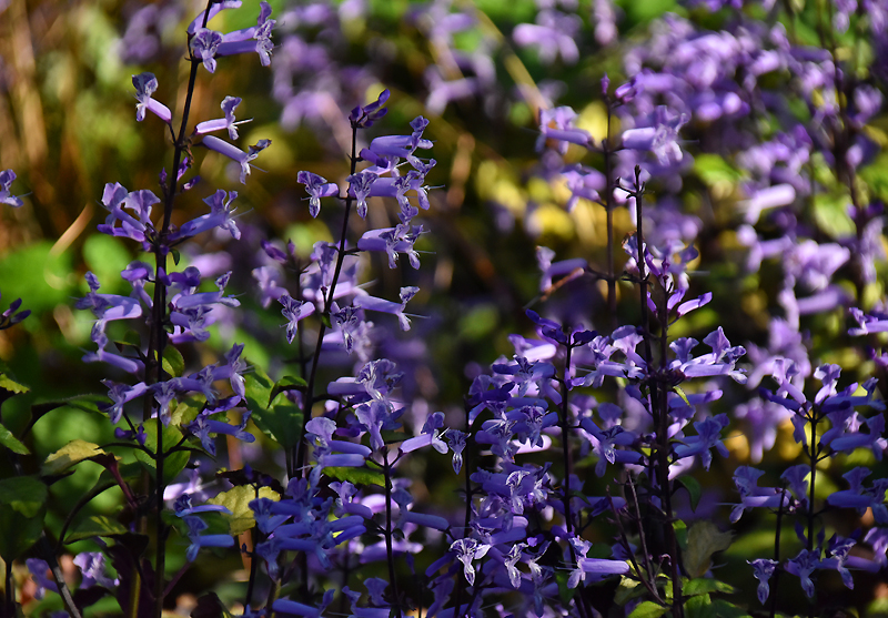 f:id:flowerTDR:20201112081231j:plain