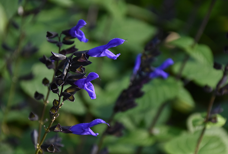 f:id:flowerTDR:20201112081243j:plain