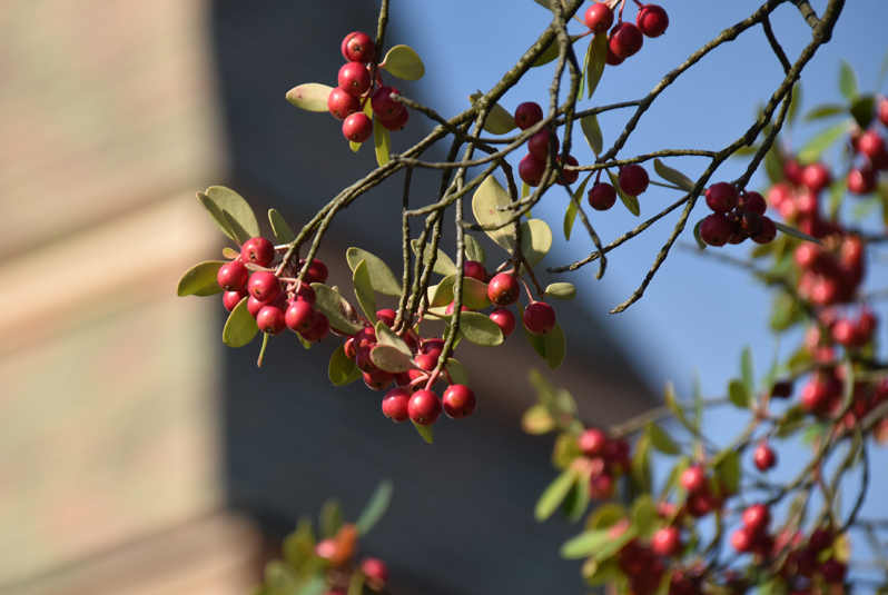 f:id:flowerTDR:20201113090559j:plain