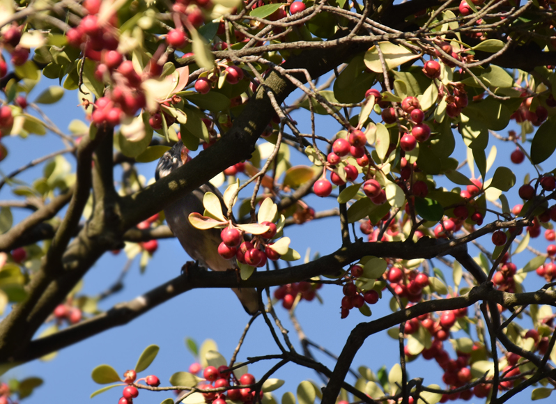 f:id:flowerTDR:20201113090613j:plain