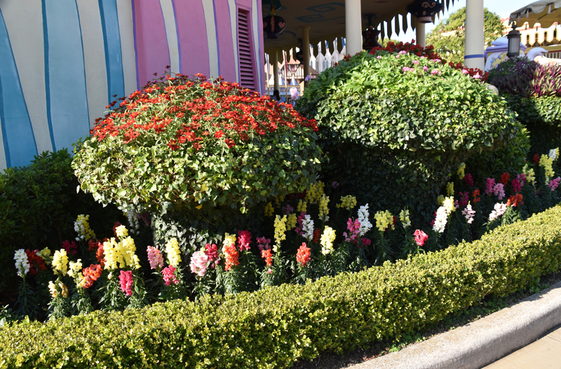 花のキノコ 舞浜植物図鑑 花のキノコ 舞浜植物図鑑