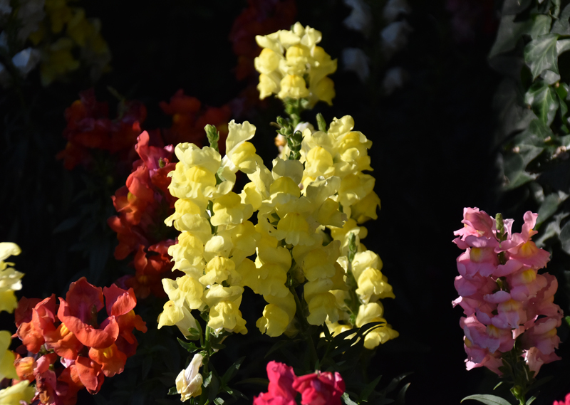 f:id:flowerTDR:20201113112541j:plain