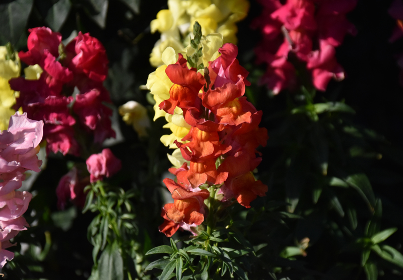 f:id:flowerTDR:20201113112559j:plain