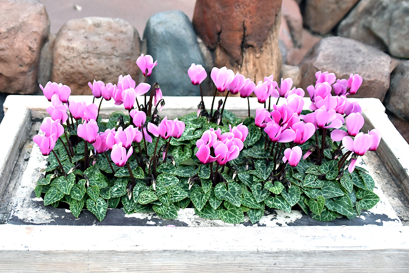 f:id:flowerTDR:20201113112915j:plain