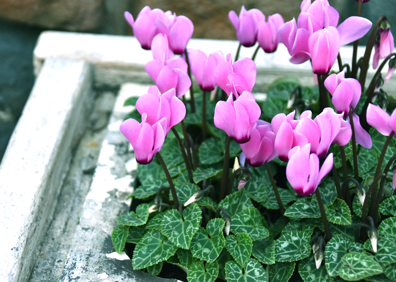 f:id:flowerTDR:20201113112925j:plain