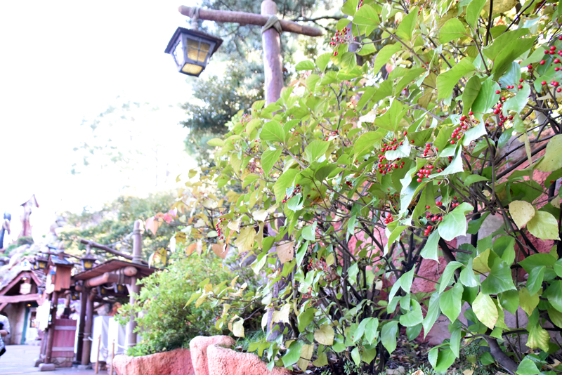 f:id:flowerTDR:20201116071724j:plain