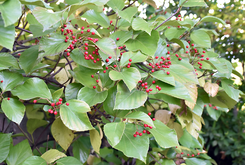 f:id:flowerTDR:20201116071743j:plain