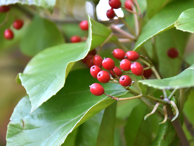 f:id:flowerTDR:20201116071758j:plain