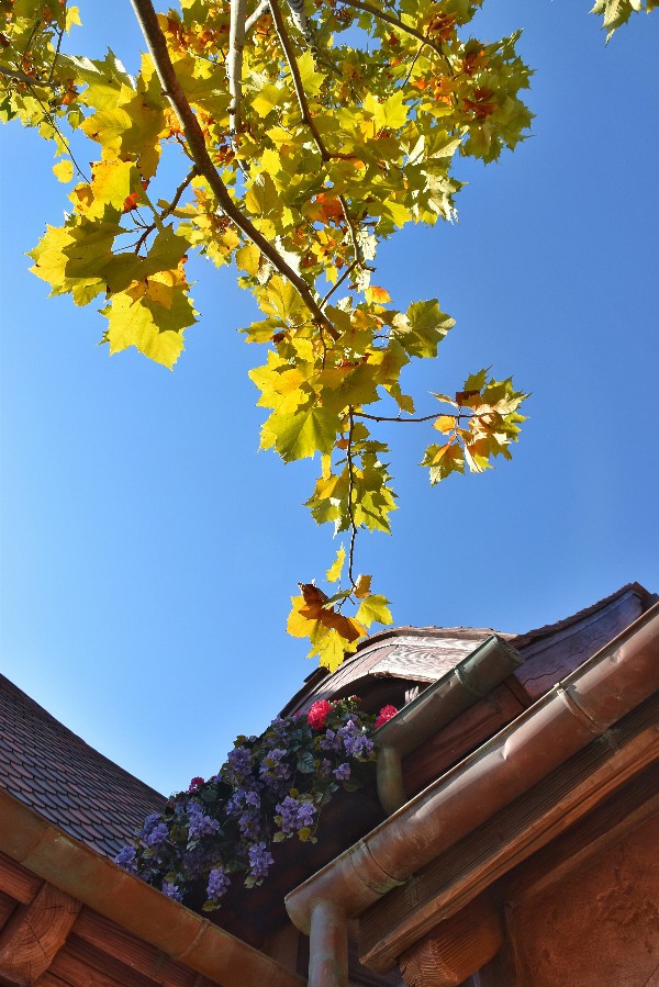 f:id:flowerTDR:20201117082240j:image