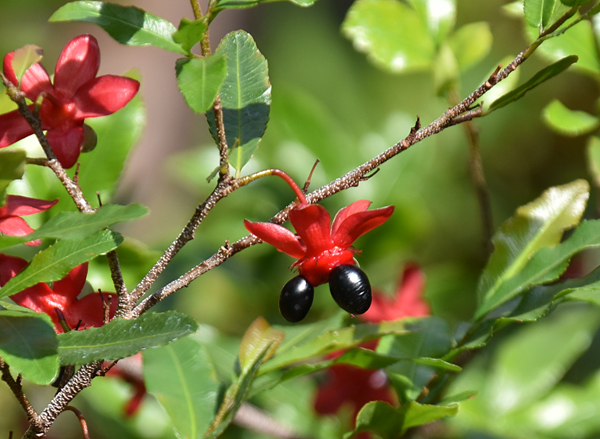 f:id:flowerTDR:20201118090626j:plain