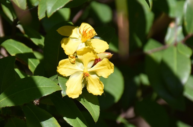 f:id:flowerTDR:20201118090648j:plain