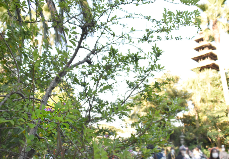 f:id:flowerTDR:20201119091645j:plain