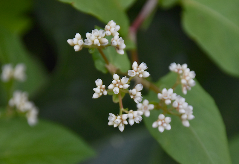 f:id:flowerTDR:20201119091819j:plain