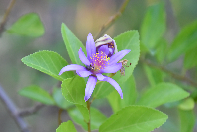 f:id:flowerTDR:20201119092801j:plain