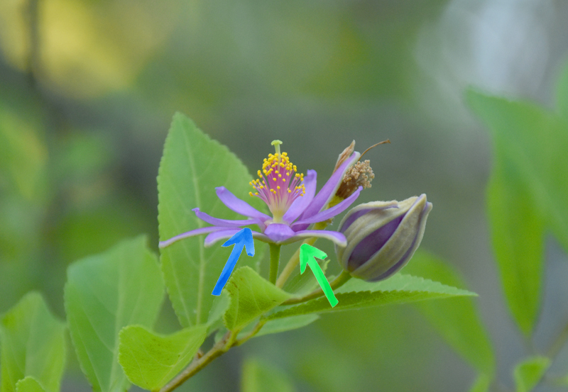 f:id:flowerTDR:20201119094434j:plain