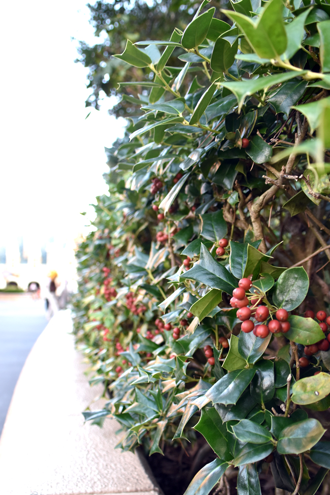 f:id:flowerTDR:20201120071855j:plain