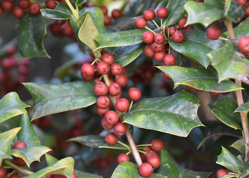 f:id:flowerTDR:20201120071918j:plain